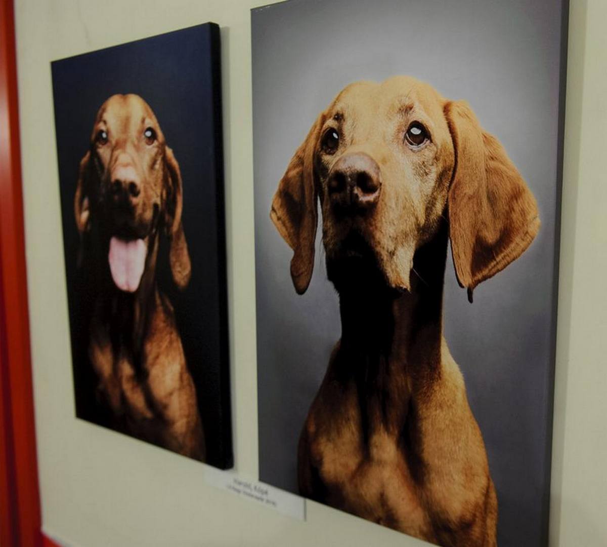 Mur anti-bruit avec photo personnalisée pour les intérieurs où les panneaux techniques traditionnels ne correspondent pas au design