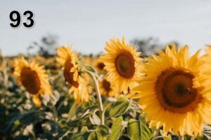 Panneau d'absorption acoustique photographique - mince (100x50x2-4cm) Egalement avec une photo unique - 93
