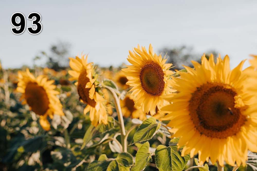 Panneau d'absorption acoustique photographique - mince (100x50x2-4cm) Egalement avec une photo unique - 59 – Image 16