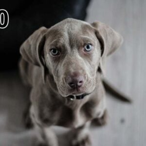 Panneau d'absorption acoustique photographique - mince (100x50x2-4cm) Egalement avec une photo unique - 100