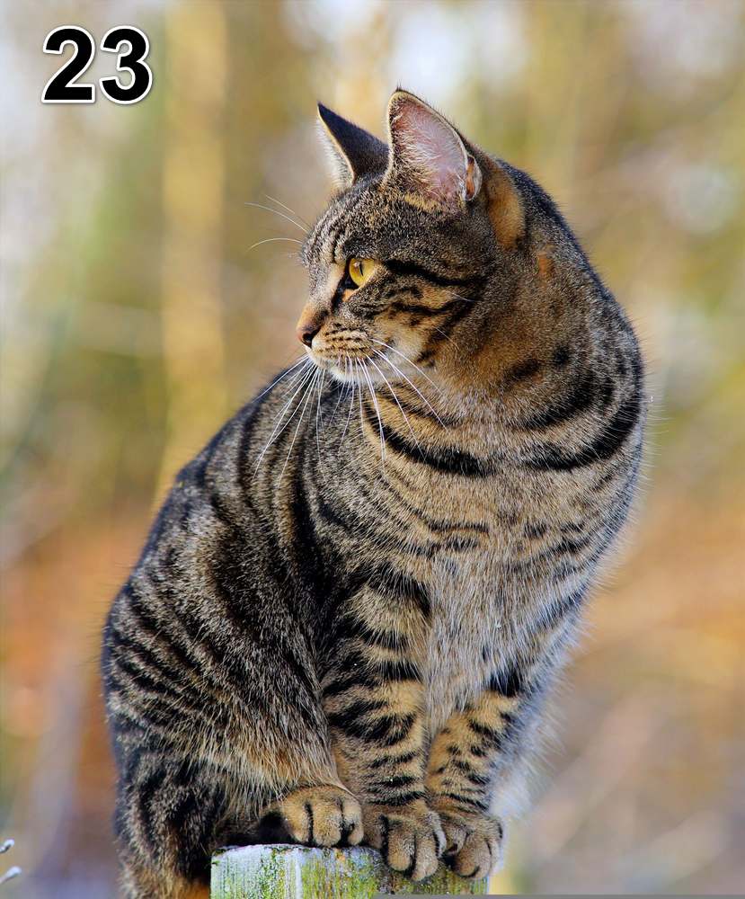 Panneau d'absorption acoustique photographique - mince (100x50x2-4cm) Egalement avec une photo unique - 59 – Image 56