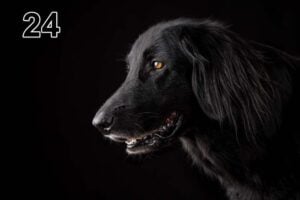 Panneau d'absorption acoustique photographique - mince (100x50x2-4cm) Egalement avec une photo unique - 24