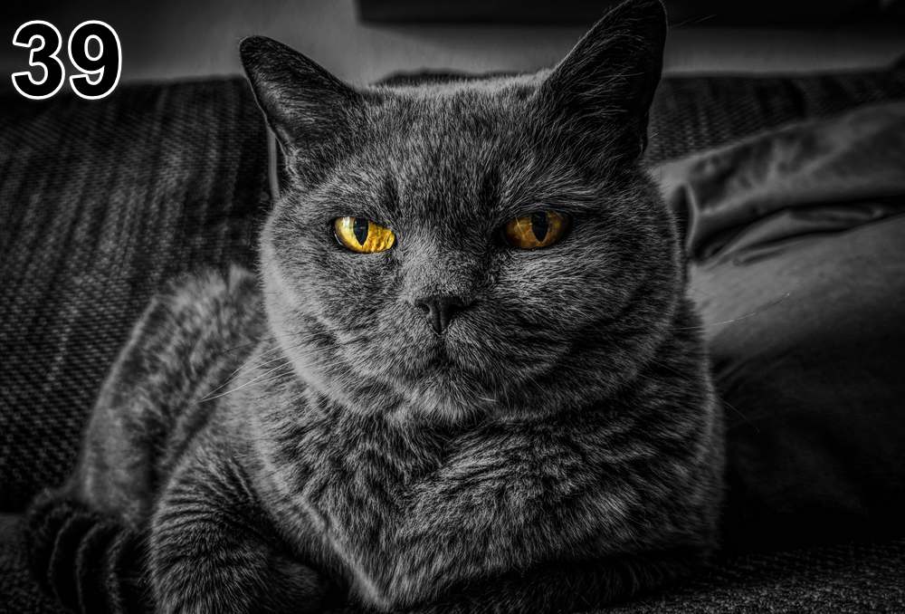 Panneau d'absorption acoustique photographique - mince (100x50x2-4cm) Egalement avec une photo unique - 59 – Image 72