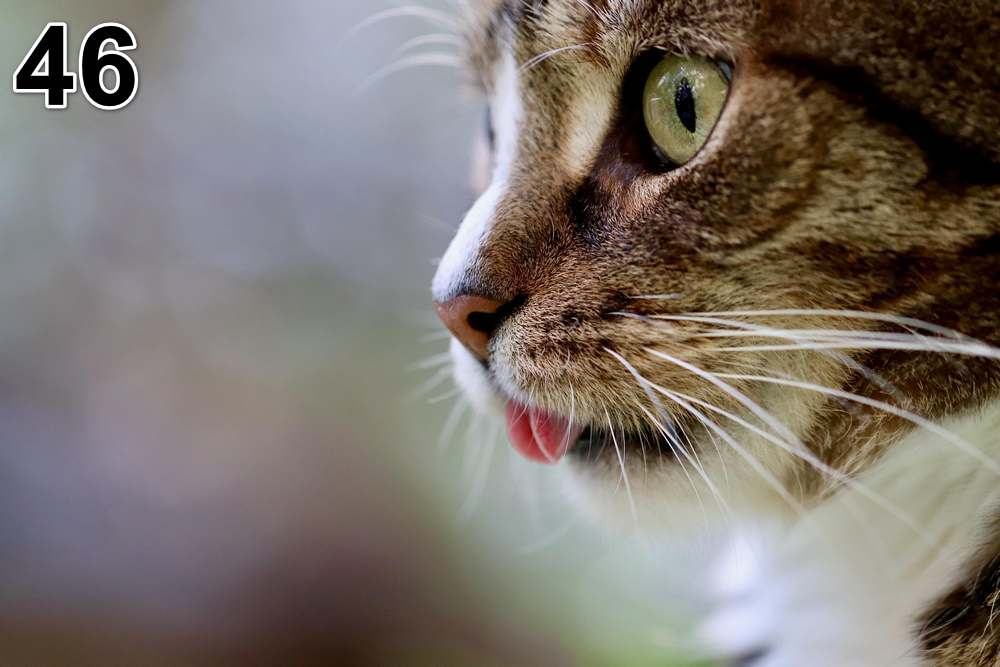 Panneau d'absorption acoustique photographique - mince (100x50x2-4cm) Egalement avec une photo unique - 59 – Image 79