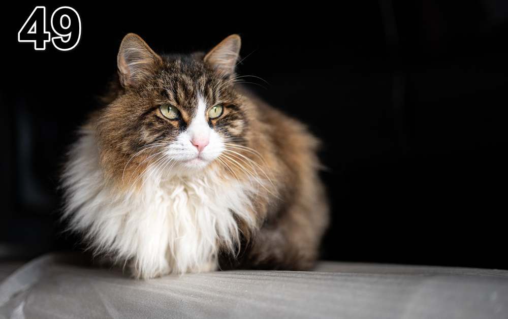 Panneau d'absorption acoustique photographique - mince (100x50x2-4cm) Egalement avec une photo unique - 59 – Image 82