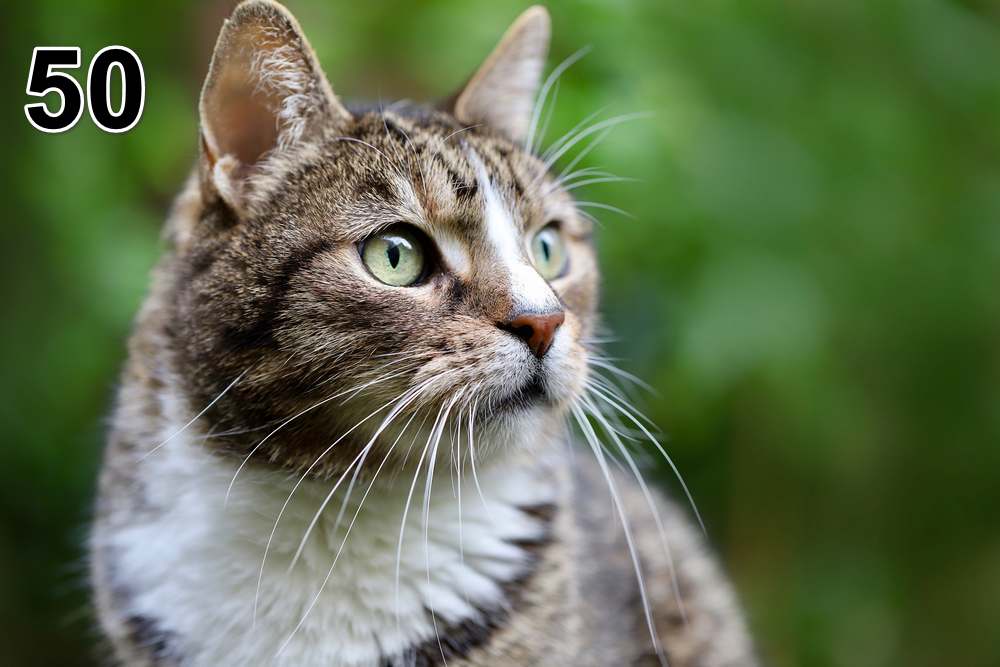 Panneau d'absorption acoustique photographique - mince (100x50x2-4cm) Egalement avec une photo unique - 59 – Image 83