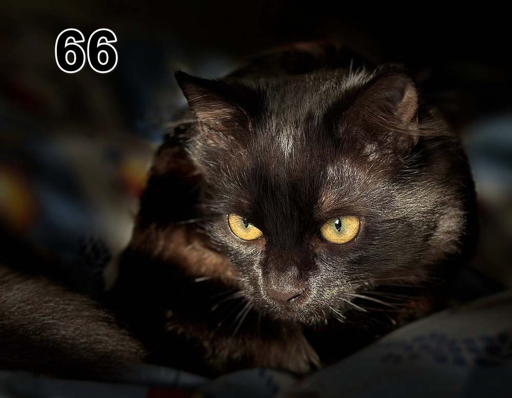 Panneau d'absorption acoustique photographique - mince (100x50x2-4cm) Egalement avec une photo unique - 59 – Image 99